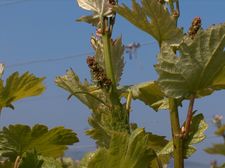 Plants de vigne